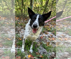 Pointer-Unknown Mix Dogs for adoption in Frenchburg, KY, USA