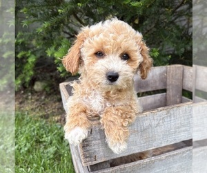 Bichpoo Puppy for sale in MIDDLEBURY, IN, USA