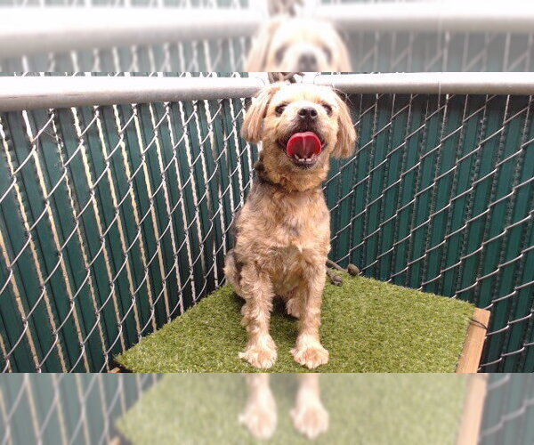 Medium Photo #1 Mutt Puppy For Sale in Downey, CA, USA