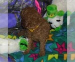 Small Photo #5 Poodle (Standard) Puppy For Sale in CLATSKANIE, OR, USA