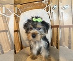 Small Photo #3 Yorkshire Terrier Puppy For Sale in LANCASTER, MO, USA