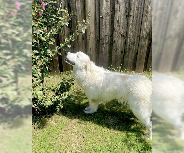 Medium Photo #4 Great Pyrenees Puppy For Sale in Spring, TX, USA