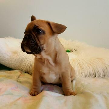 Medium Photo #7 French Bulldog Puppy For Sale in ARLETA, CA, USA