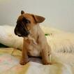 Small Photo #7 French Bulldog Puppy For Sale in ARLETA, CA, USA