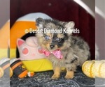Small Photo #5 Pomeranian Puppy For Sale in HI VISTA, CA, USA