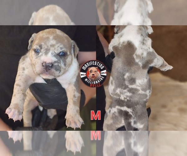 Medium Photo #1 American Bully Puppy For Sale in PEACHTREE CORNERS, GA, USA