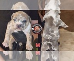 Puppy Merle Male American Bully