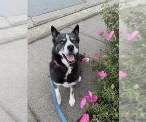 Siberian Husky Dogs for adoption in Petaluma, CA, USA