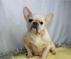 Mother of the French Bulldog puppies born on 05/26/2020