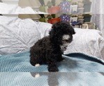 Puppy Puppy 3 Scout Bichpoo