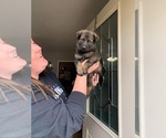 Small Photo #3 German Shepherd Dog Puppy For Sale in COSHOCTON, OH, USA