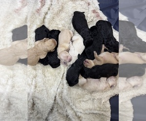 Goldendoodle Litter for sale in MALVERN, OH, USA