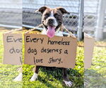Small #1 American Pit Bull Terrier Mix