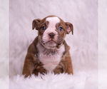Small Photo #53 Bulldog Puppy For Sale in WARSAW, IN, USA