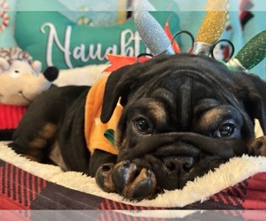 English Bulldog Puppy for sale in AUBURNDALE, FL, USA