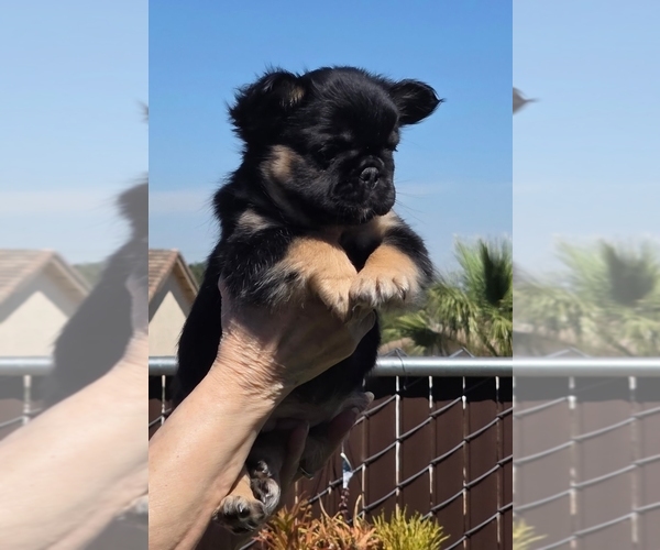 Medium Photo #5 French Bulldog Puppy For Sale in LOS ANGELES, CA, USA