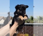 Small #4 French Bulldog