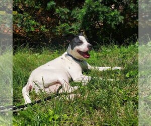 Rat Terrier-Unknown Mix Dogs for adoption in Columbus, IN, USA