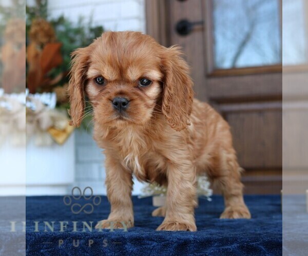 Medium Photo #4 Cavapoo (Miniature) Puppy For Sale in NARVON, PA, USA