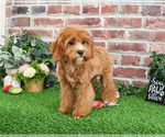 Small #5 Cavapoo (Miniature)