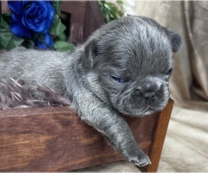 French Bulldog Puppy for sale in SPRINGFIELD, MO, USA