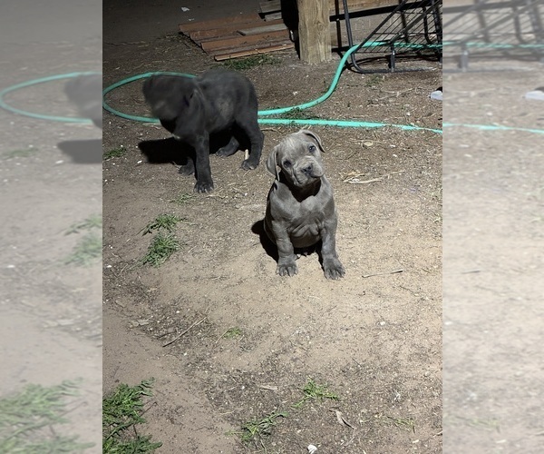 Medium Photo #3 American Bandogge mastiff Puppy For Sale in EL PASO, TX, USA