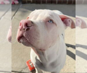 American Pit Bull Terrier Dogs for adoption in Brooklyn, NY, USA