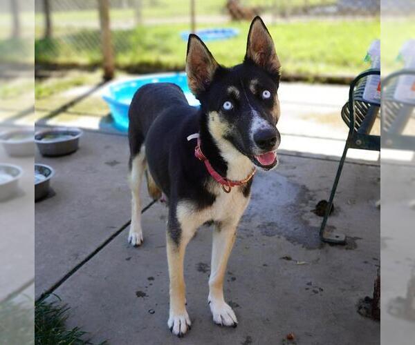 Medium Photo #2 German Shepherd Dog-Siberian Husky Mix Puppy For Sale in Modesto, CA, USA