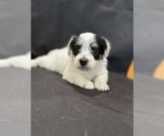 Small #6 Pembroke Welsh Corgi-Poodle (Miniature) Mix