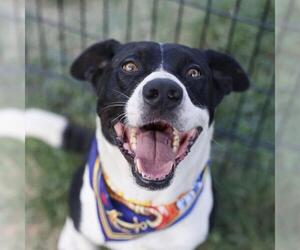 Labrador Retriever-Unknown Mix Dogs for adoption in San Antonio, TX, USA