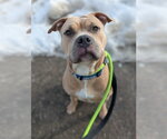Small #1 American Bulldog Mix