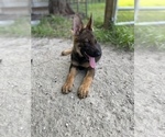 Small Photo #9 German Shepherd Dog Puppy For Sale in PLANT CITY, FL, USA