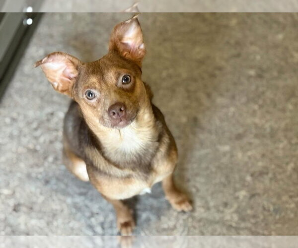 Medium Photo #3 Chihuahua-Unknown Mix Puppy For Sale in oakland, FL, USA