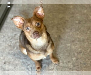Bram - Male Chihuahua-Unknown Mix Dog for Adoption - Photo #3