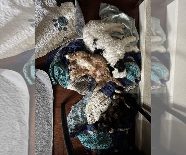 Medium Photo #1 Cavachon Puppy For Sale in OLYMPIA, WA, USA