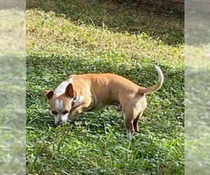 Chihuahua Dogs for adoption in San Antonio, TX, USA
