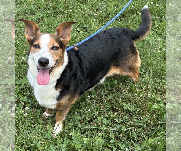 Medium Photo #4 Mutt Puppy For Sale in Batavia, OH, USA