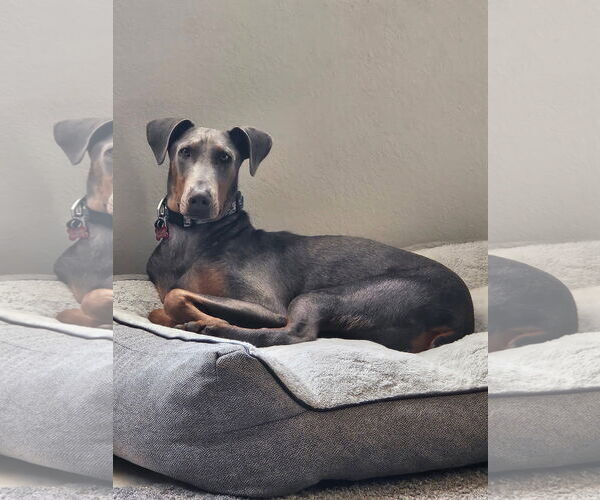 Medium Photo #15 Doberman Pinscher-Unknown Mix Puppy For Sale in Escondido, CA, USA