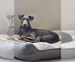 Small #14 Doberman Pinscher Mix