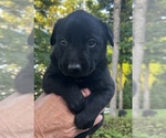Puppy Bull Belgian Malinois