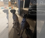 Small Photo #3 Great Dane Puppy For Sale in INVER GROVE HEIGHTS, MN, USA