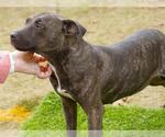 Small #1 American Staffordshire Terrier Mix