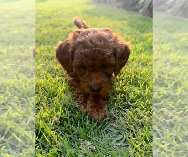 Medium Photo #29 Double Doodle Puppy For Sale in LAGRANGE, GA, USA