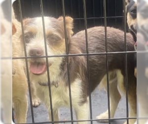 Chihuahua-Unknown Mix Dogs for adoption in Silver Spring, MD, USA