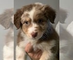 Puppy Kitkat Australian Shepherd