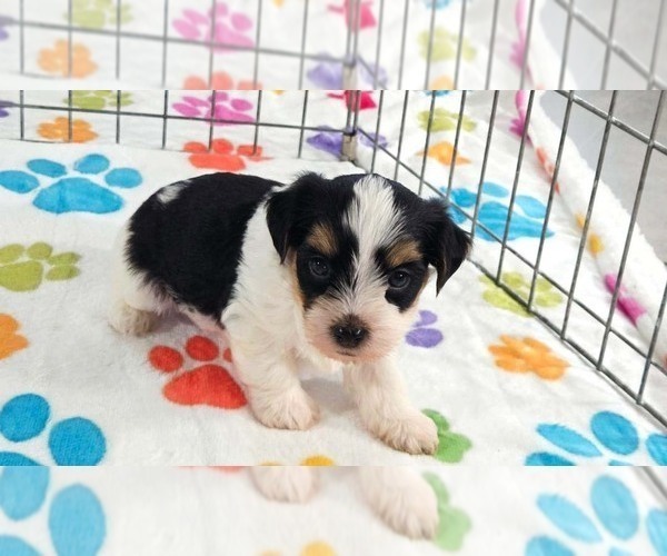 Medium Photo #11 Havashire Puppy For Sale in ORO VALLEY, AZ, USA