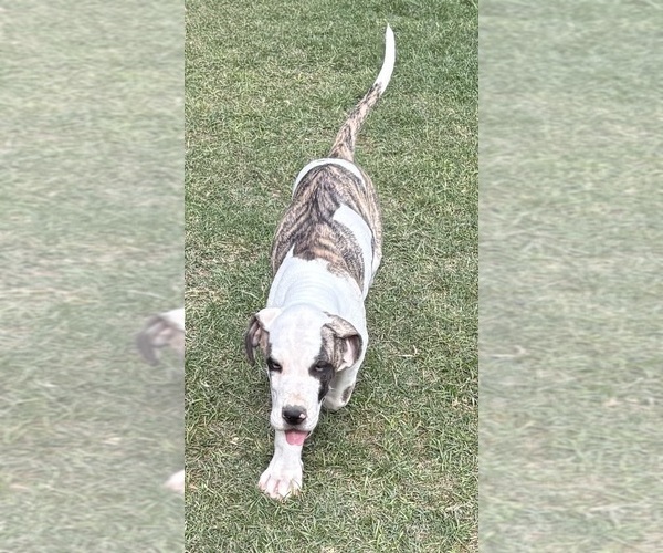 Medium Photo #4 Great Dane Puppy For Sale in CLANTON, AL, USA