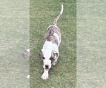 Small #3 Great Dane