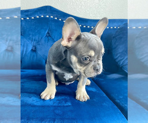 French Bulldog Puppy for sale in KANSAS CITY, MO, USA