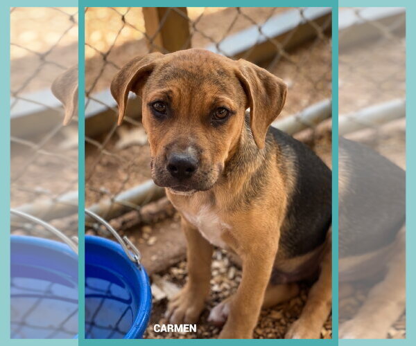 Medium Photo #1 Mutt Puppy For Sale in Granbury, TX, USA